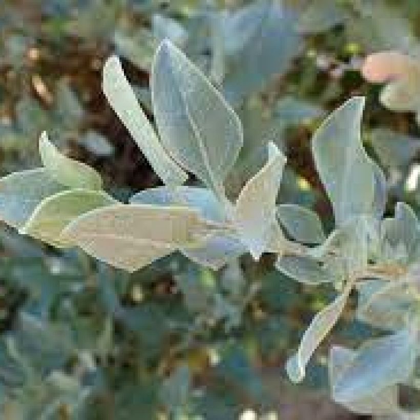 Atriplex halimus - Zoutmelde (Blad)
