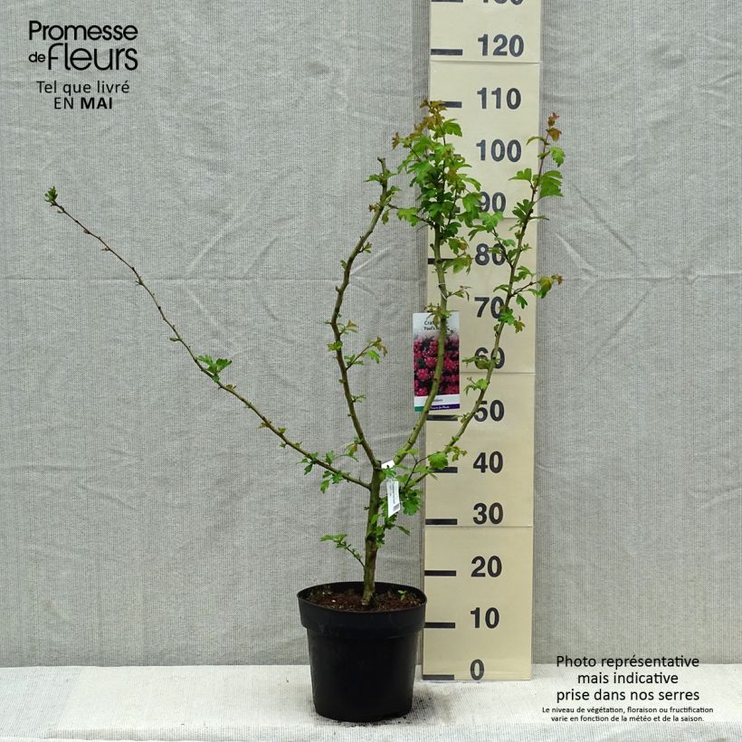 Exemplaar van Crataegus laevigata Paul's Scarlet - Tweestijlige meidoorn Pot van 7,5 l/10 l zoals geleverd in de lente
