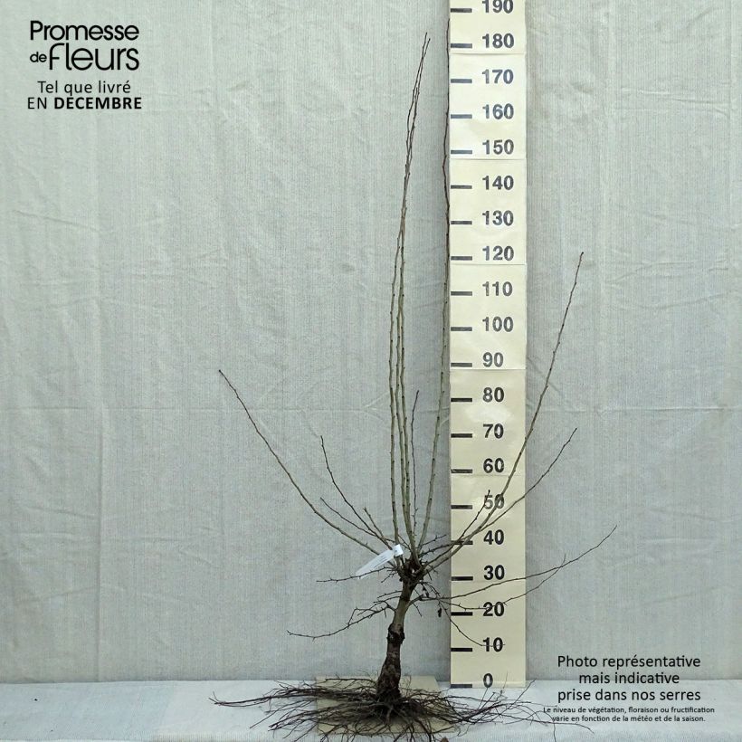 Exemplaar van Crataegus laevigata Paul's Scarlet - Tweestijlige meidoorn Naakte wortel zoals geleverd in de winter