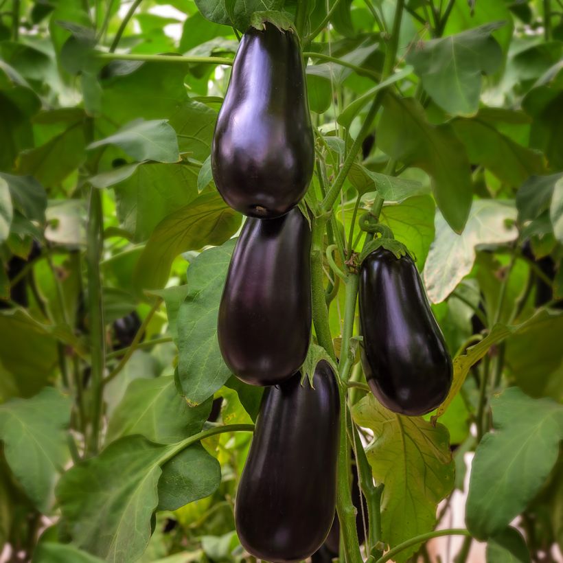 Aubergine Black Beauty BIO - Ferme de Sainte Marthe (Groeiplaats)