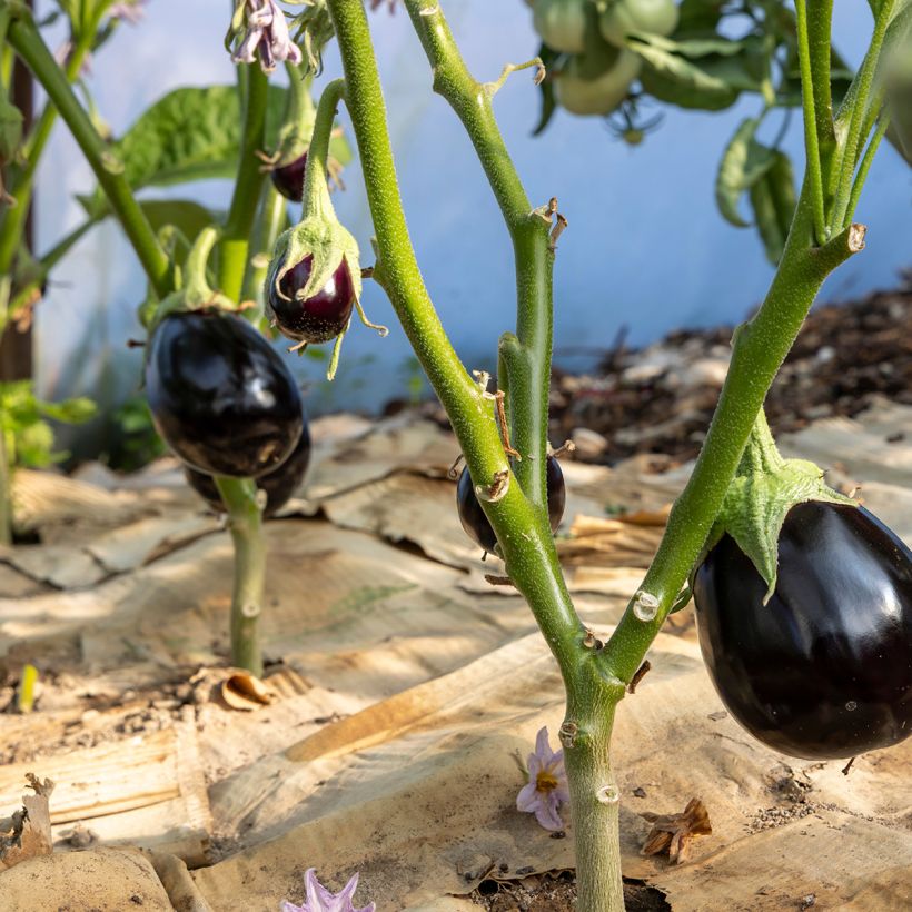 Aubergine Bonica F1 (Groeiplaats)