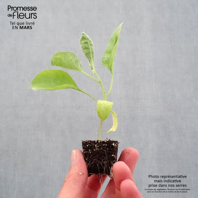 Exemplaar van Aubergine Bonica F1 (jonge planten) Mini-mot Ø 3/4 cm zoals geleverd in de lente