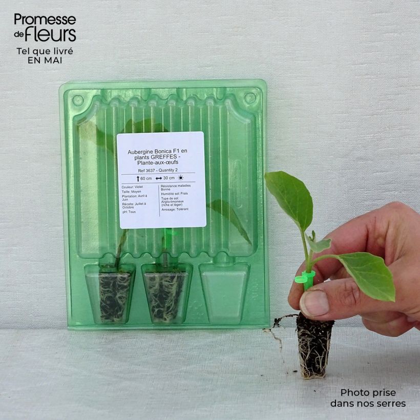 Exemplaar van Aubergine Bonica F1 (jonge planten - geënt) Mini-mot Ø 1,5/2,5 cm zoals geleverd in de lente