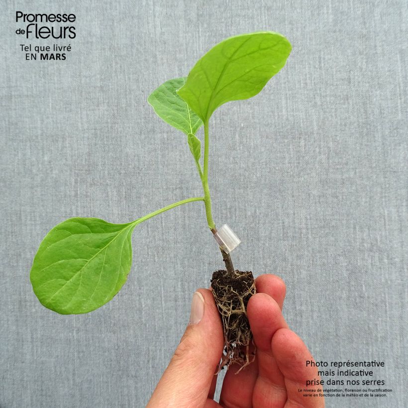 Exemplaar van Aubergine Clara F1 BIO (jonge planten - geënt) Mini-mot Ø 1,5/2,5 cm zoals geleverd in de lente