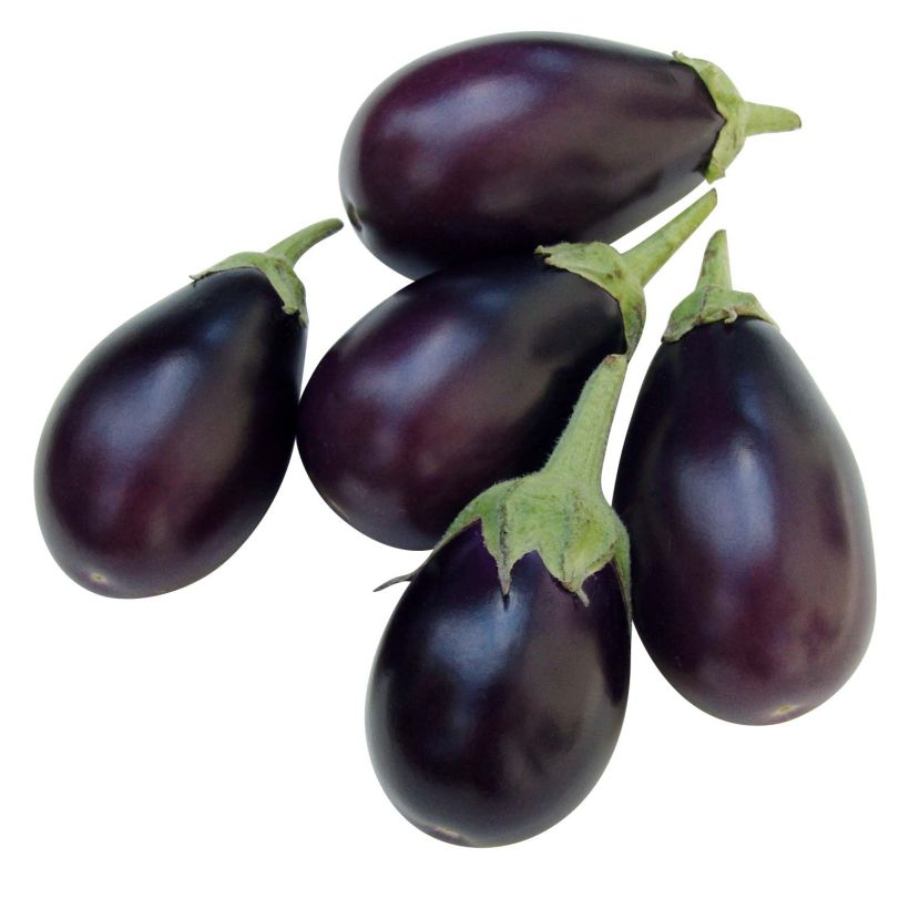 Aubergine Ophelia F1 (jonge planten) (Oogst)
