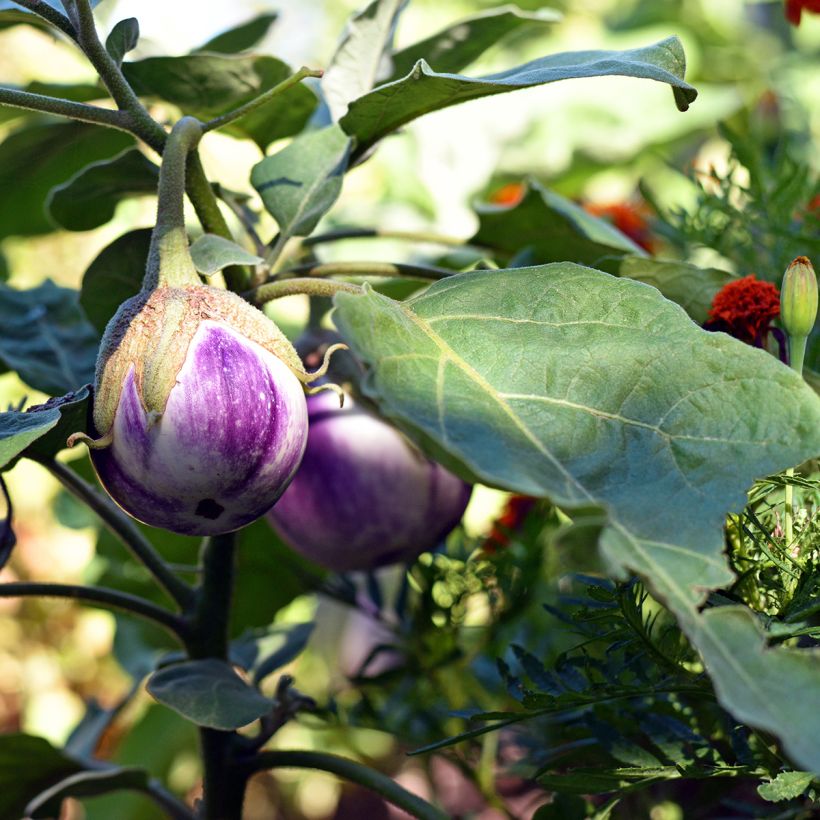 Aubergine Rotonda Bianca Sfumata Di Rosa BIO - Ferme de Sainte Marthe (Groeiplaats)