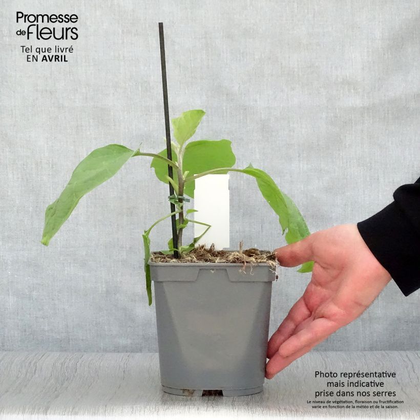 Example of Aubergine Sultane (jonge planten in pot - geënt) Pot van 10 cm/11 cm as you get in printemps