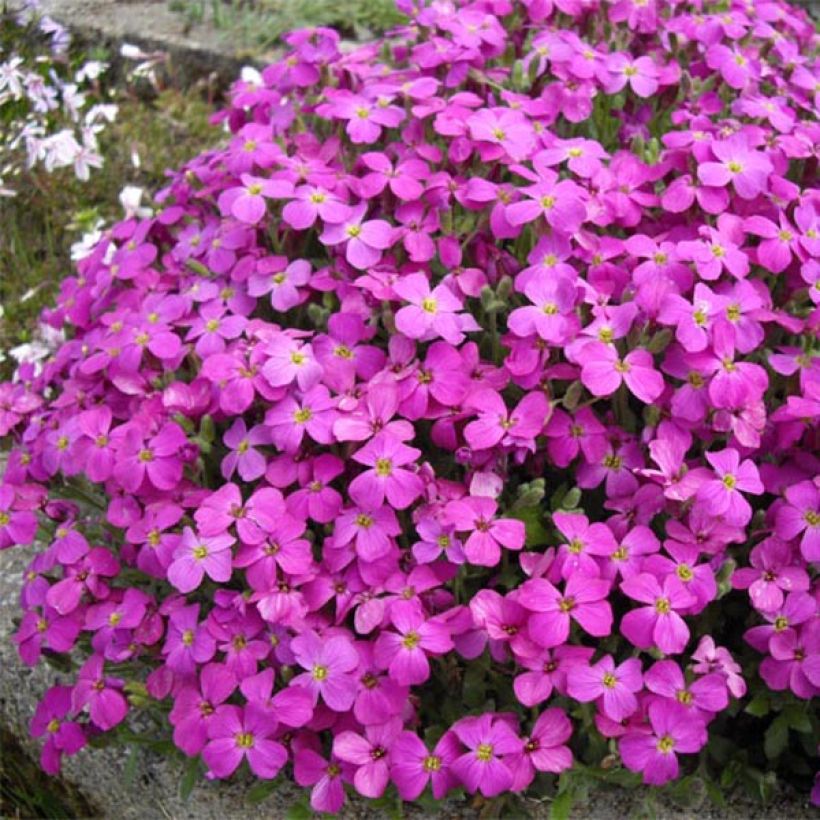 Blauwkussen Bressingham Red - Aubrieta (Groeiplaats)