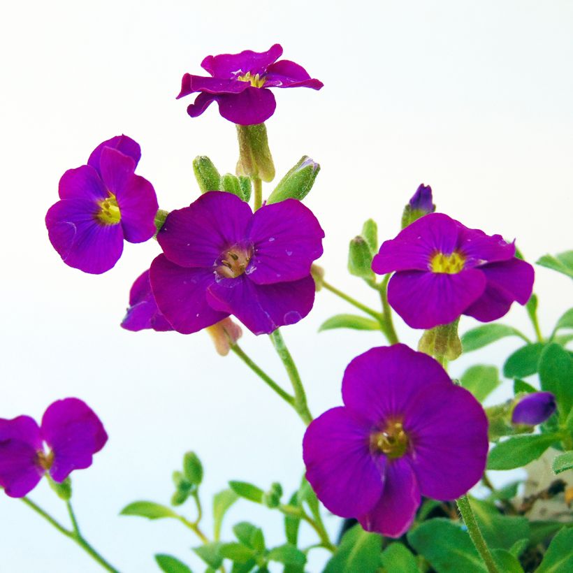 Blauwkussen Bressingham Red - Aubrieta (Bloei)