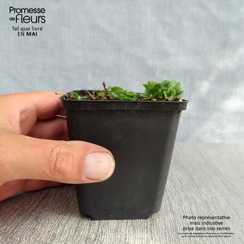 Exemplaar van Blauwkussen Bressingham Red - Aubrieta Kweekpotje van 8/9 cm zoals geleverd in de lente