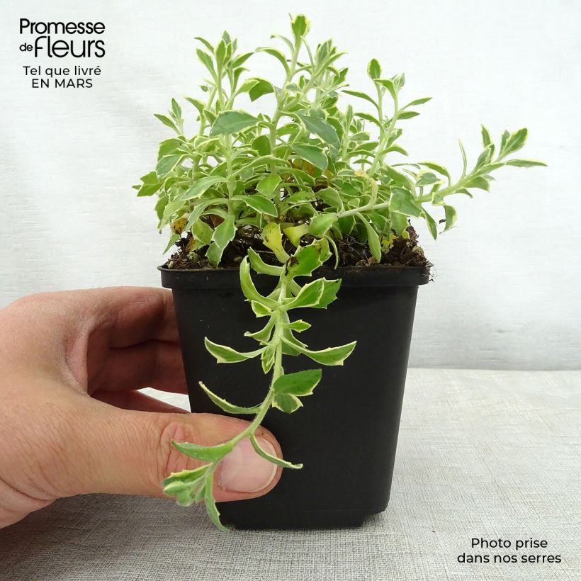 Exemplaar van Blauwkussen Dr Mules Variegated - Aubrieta Kweekpotje van 8/9 cm zoals geleverd in de lente