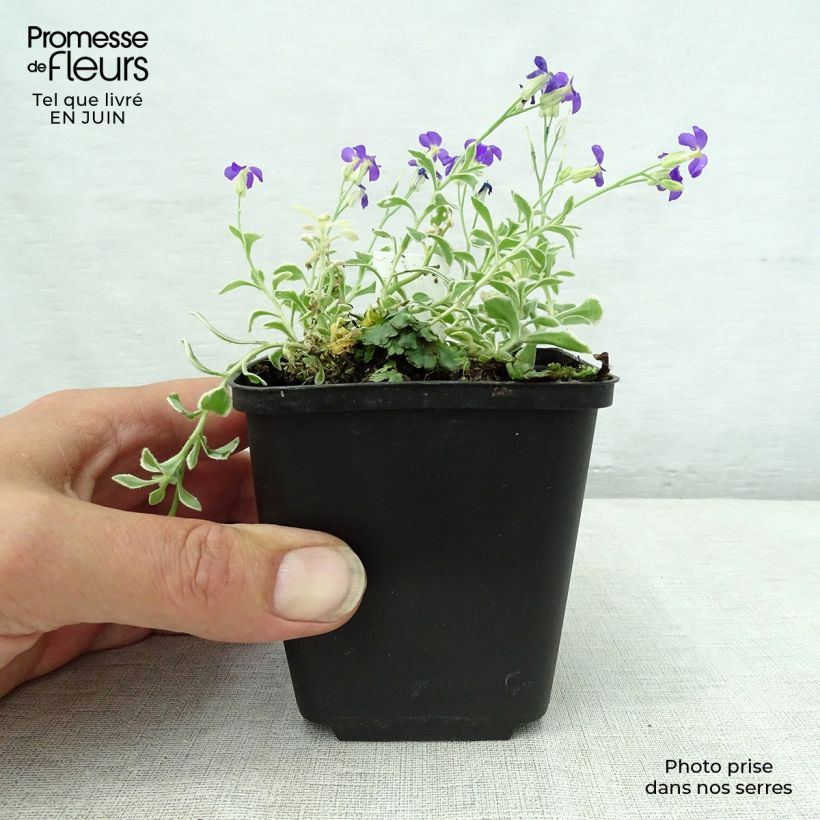Exemplaar van Blauwkussen Dr Mules Variegated - Aubrieta Kweekpotje van 8/9 cm zoals geleverd in de zomer