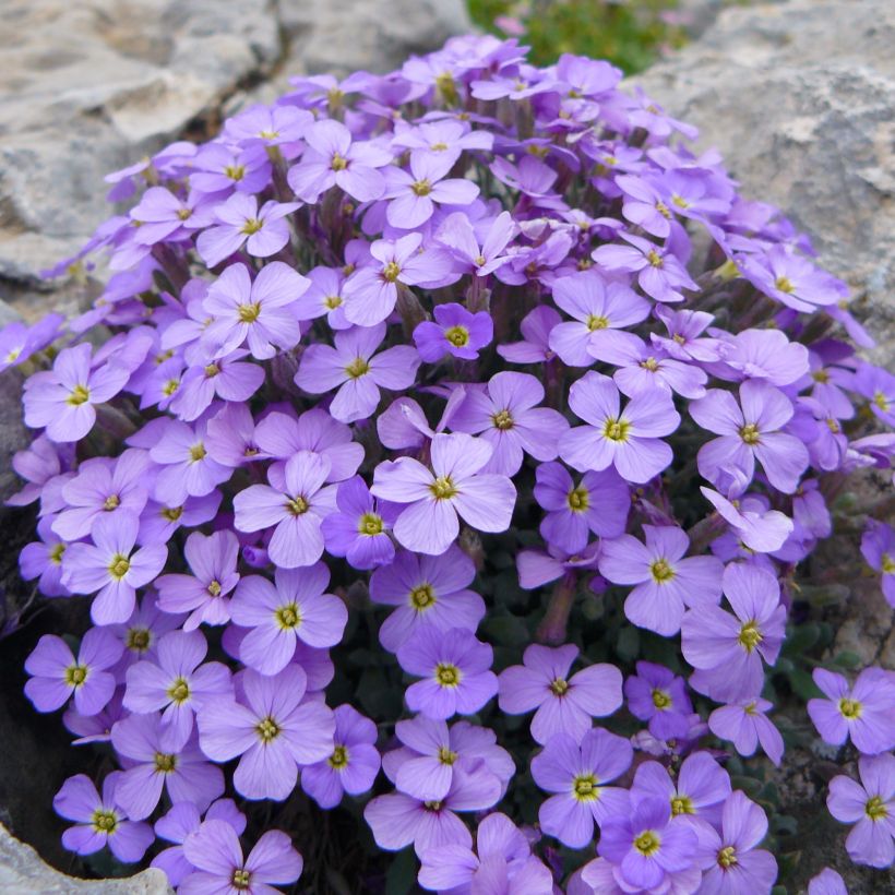 Blauwkussen Novalis Blue - Aubrieta cultorum (Groeiplaats)