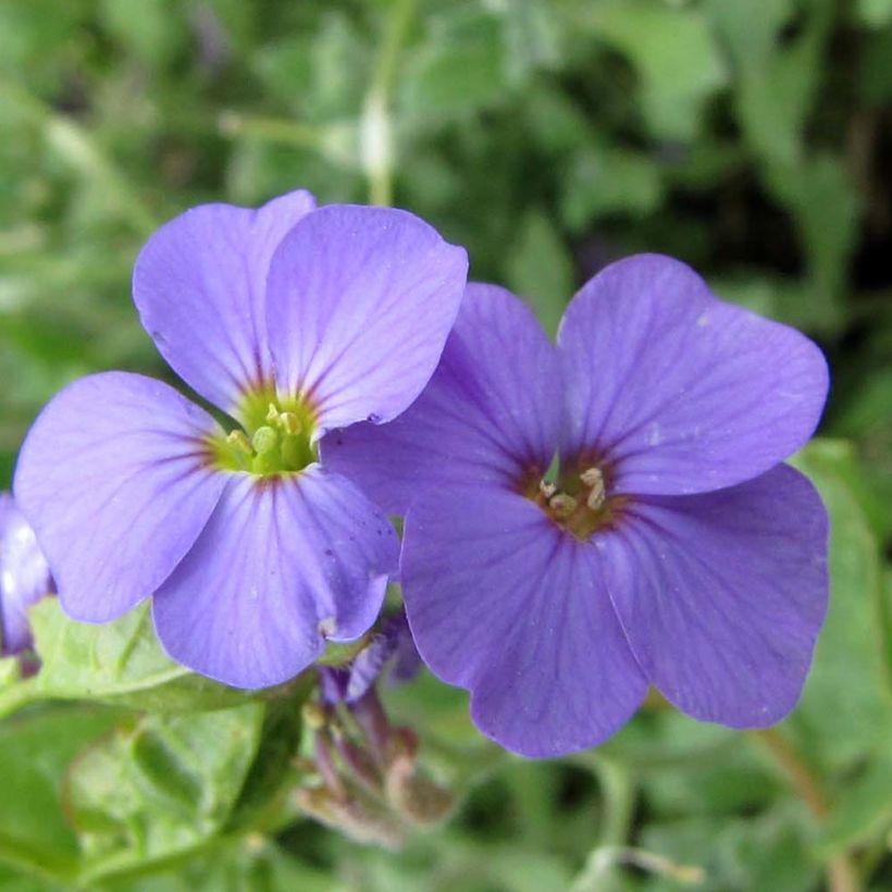 Blauwkussen Royal Blue - Aubrieta (Bloei)