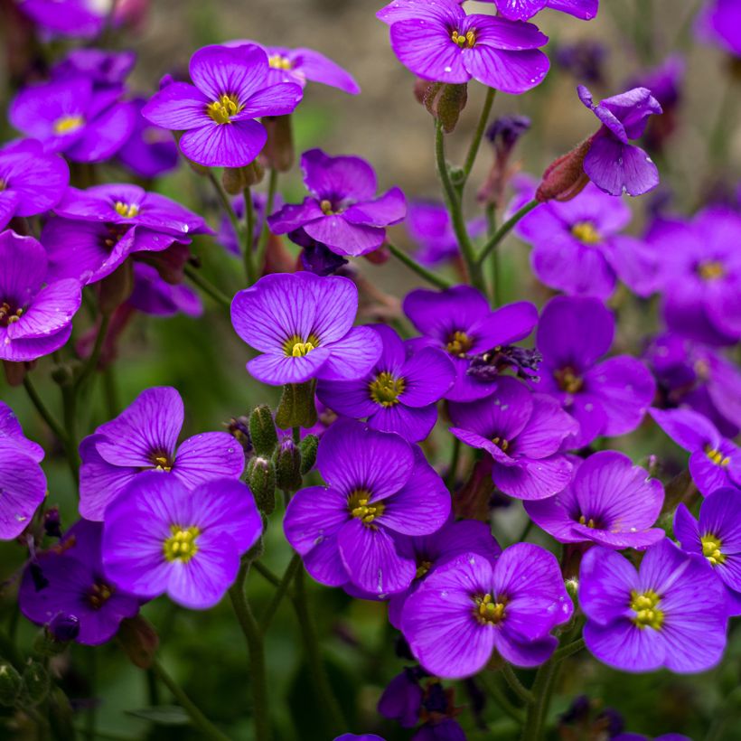 Blauwkussen Royal Blue - Aubrieta (Bloei)
