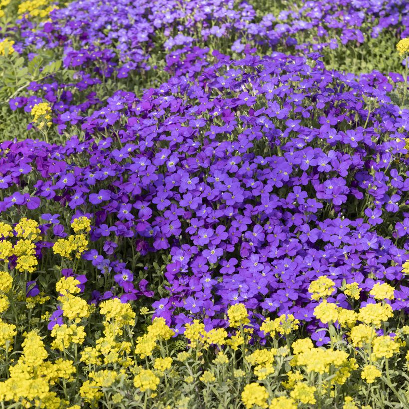 Blauwkussen Royal Blue - Aubrieta (Groeiplaats)