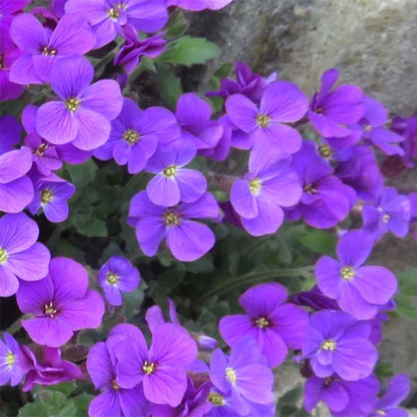 Blauwkussen Cascade Purple - Aubrieta (Bloei)