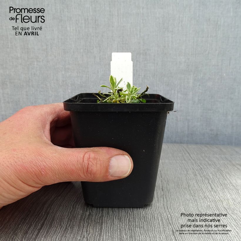 Exemplaar van Blauwkussen Argenteovariegata - Aubrieta Kweekpotje van 8/9 cm zoals geleverd in de lente