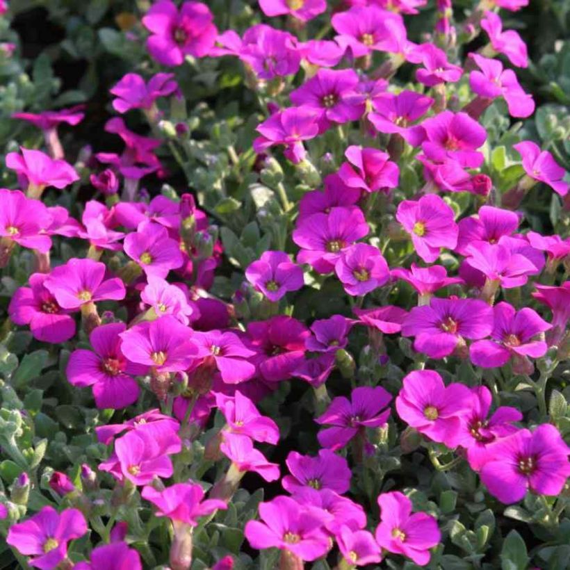Blauwkussen roze-rood - Aubrieta gracilis (Bloei)