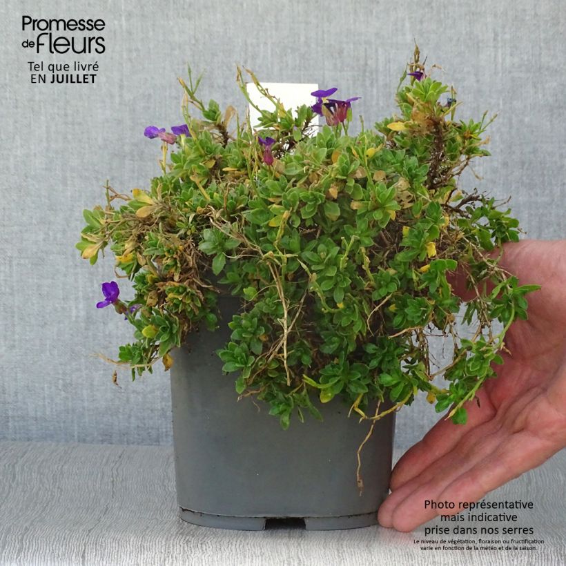 Exemplaar van Blauwkussen Kitte Bleu - Aubrieta gracilis Pot van 2 l/3 l zoals geleverd in de zomer