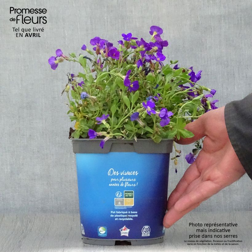 Exemplaar van Blauwkussen Kitte Bleu - Aubrieta gracilis Pot van 2 l/3 l zoals geleverd in de lente