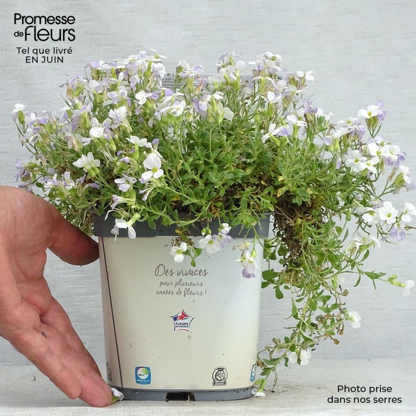 Exemplaar van Blauwkussen Kitte White - Aubrieta Pot van 2 l/3 l zoals geleverd in de zomer