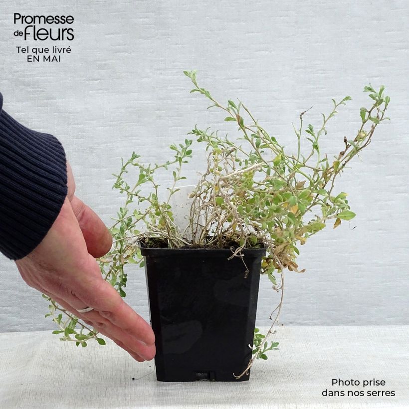 Exemplaar van Blauwkussen Cascade Blue - Aubrieta Kweekpotje van 8/9 cm zoals geleverd in de lente