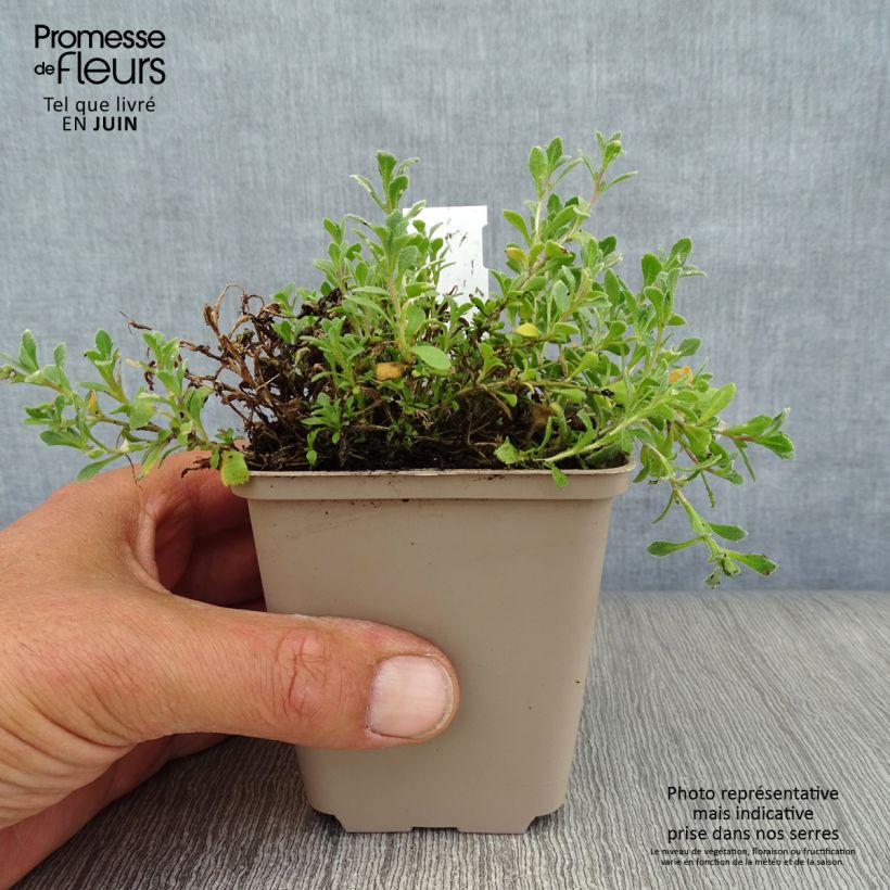Exemplaar van Blauwkussen Cascade Blue - Aubrieta Kweekpotje van 8/9 cm zoals geleverd in de zomer