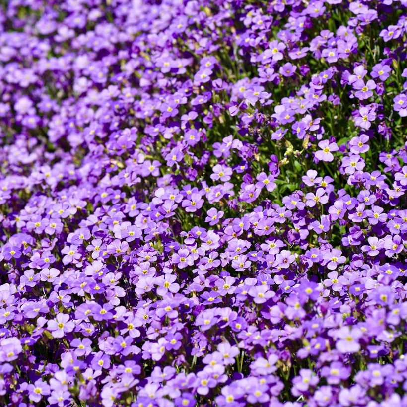 Blauwkussen Cascade Blue - Aubrieta (Bloei)