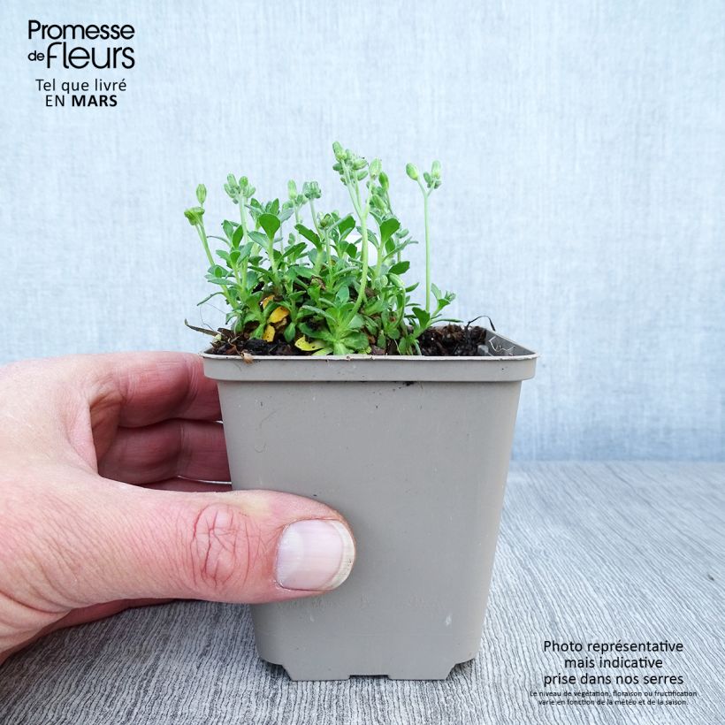 Exemplaar van Blauwkussen Hamburger Stadtpark - Aubrieta cultorum Kweekpotje van 8/9 cm zoals geleverd in de lente