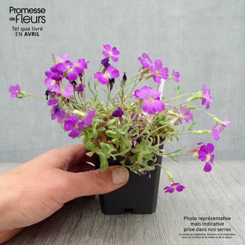 Exemplaar van Blauwkussen Cascade Red - Aubrieta cultorum Kweekpotje van 8/9 cm zoals geleverd in de lente