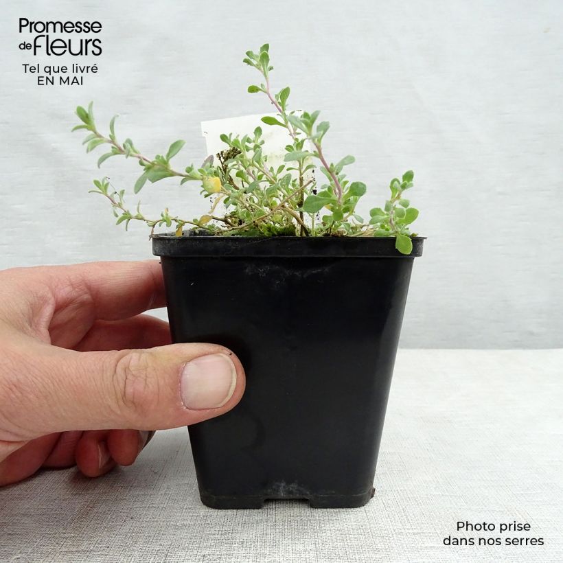 Exemplaar van Blauwkussen Cascade Purple - Aubrieta Kweekpotje van 8/9 cm zoals geleverd in de lente