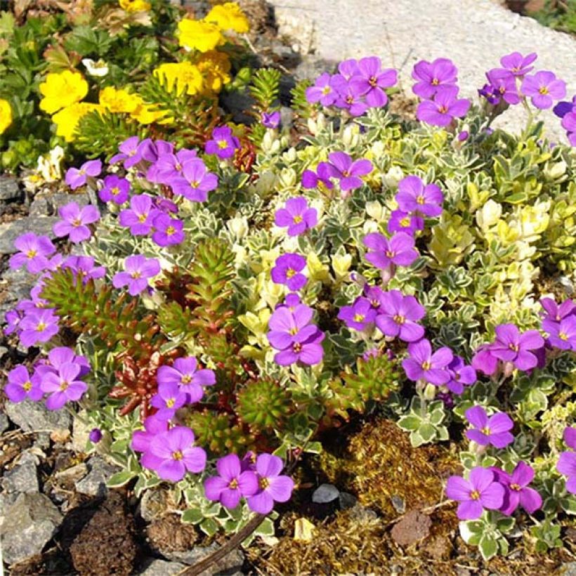 Blauwkussen Argenteovariegata - Aubrieta (Bloei)
