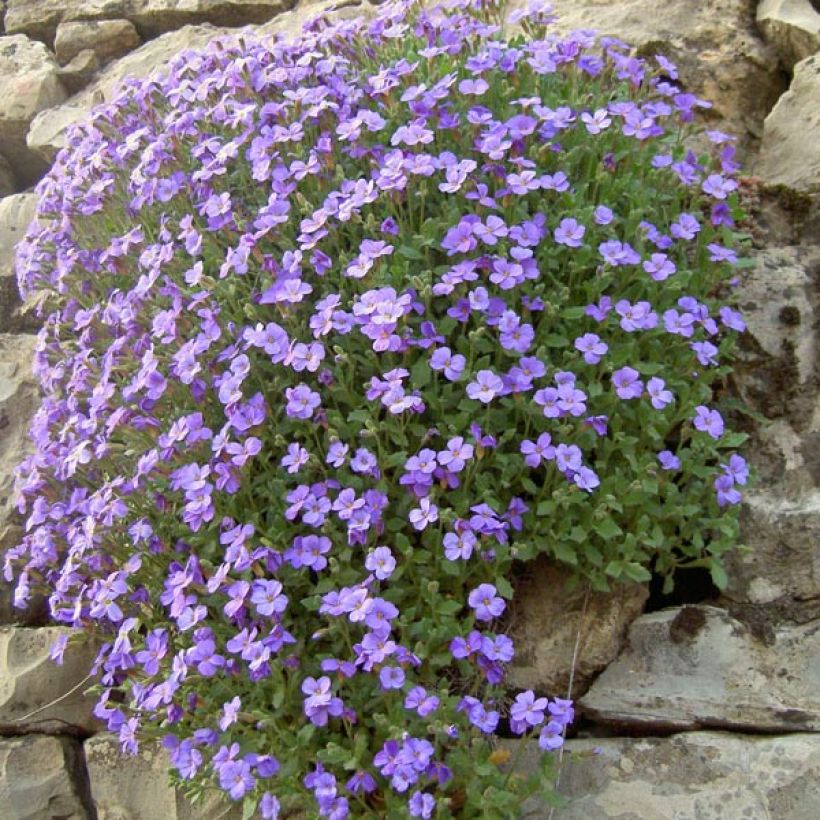 Blauwkussen Cascade Blue - Aubrieta (Groeiplaats)