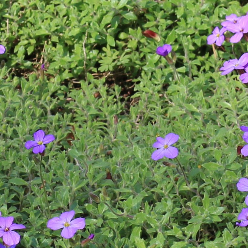 Aubrieta canescens ssp. cilicica - Blauwkussen (Blad)