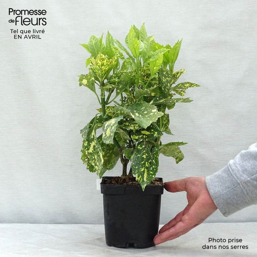 Example of Aucuba japonica Crotonifolia - Broodboom Pot van 2 l/3 l as you get in printemps