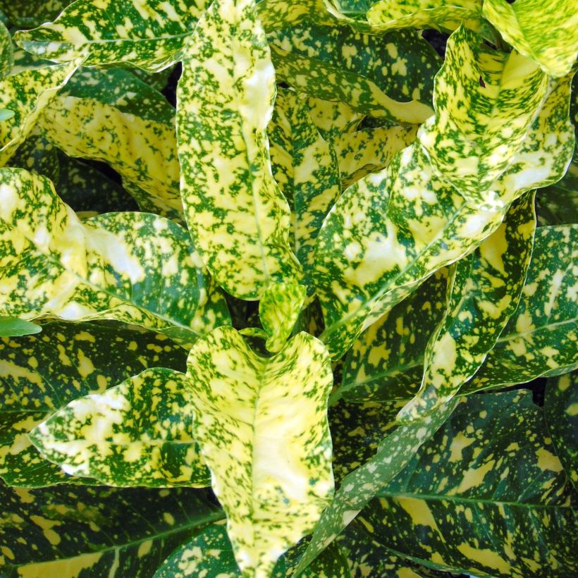 Aucuba japonica Crotonifolia - Broodboom (Foliage)