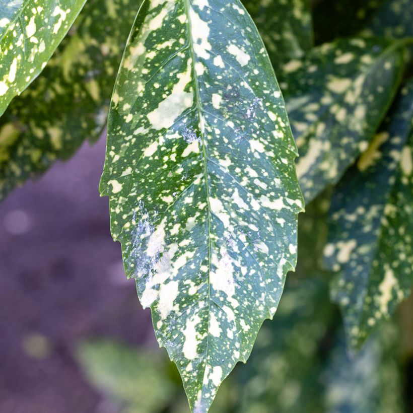 Aucuba japonica Crotonifolia - Broodboom (Blad)