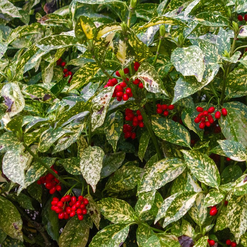 Aucuba japonica Crotonifolia - Broodboom (Oogst)