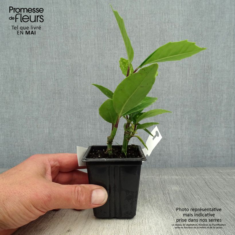 Example of Aucuba japonica Crotonifolia - Broodboom Kweekpotje van 8/9 cm as you get in printemps