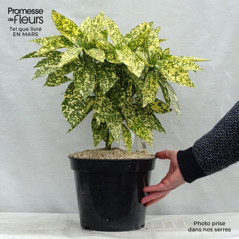 Example of Aucuba japonica Crotonifolia - Broodboom Pot van 7,5 l/10 l as you get in printemps