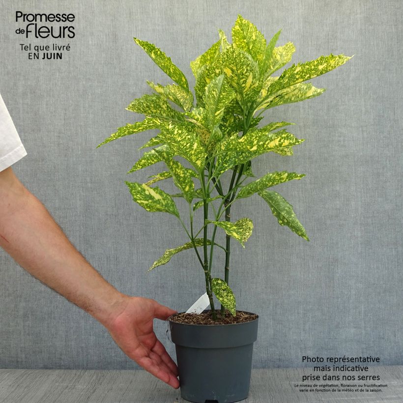 Exemplaar van Aucuba japonica Golden King - Broodboom Pot van 2 l/3 l zoals geleverd in de zomer