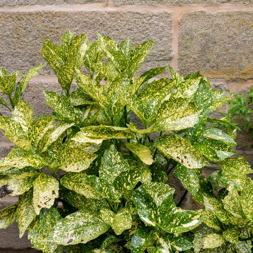 Aucuba japonica Golden King - Broodboom (Blad)