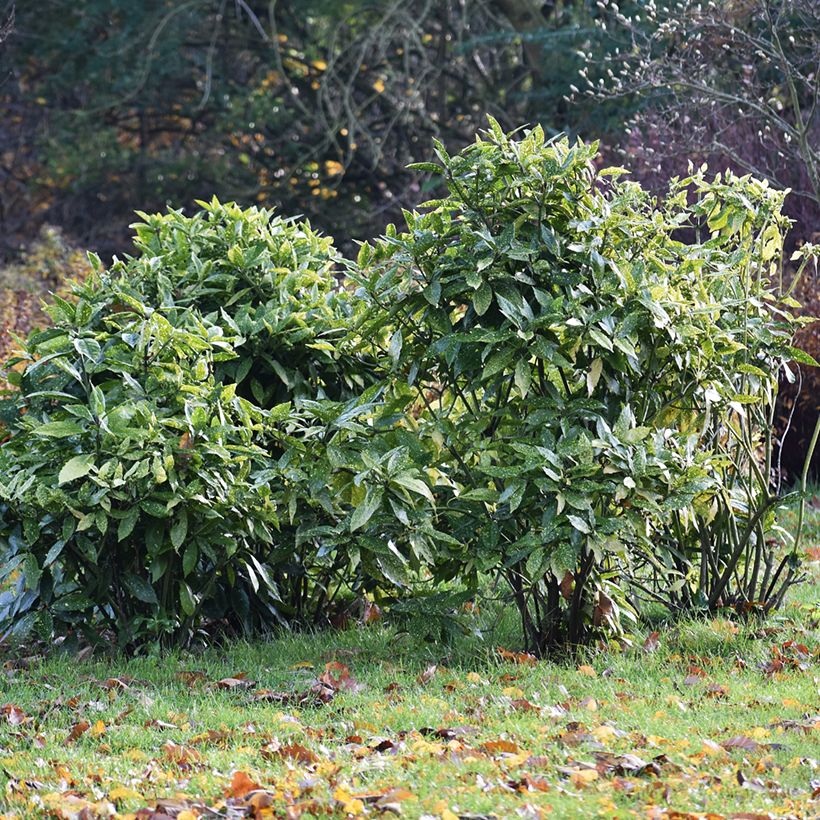 Aucuba japonica - Broodboom (Groeiplaats)