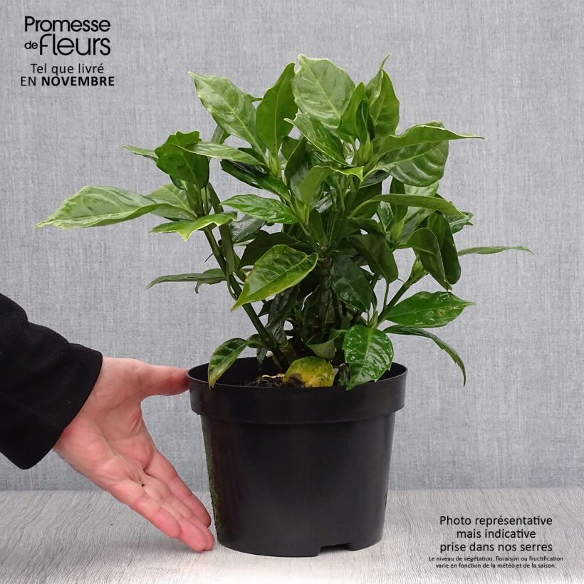 Exemplaar van Aucuba japonica Rozannie - Broodboom Pot van 2 l/3 l zoals geleverd in de herfst
