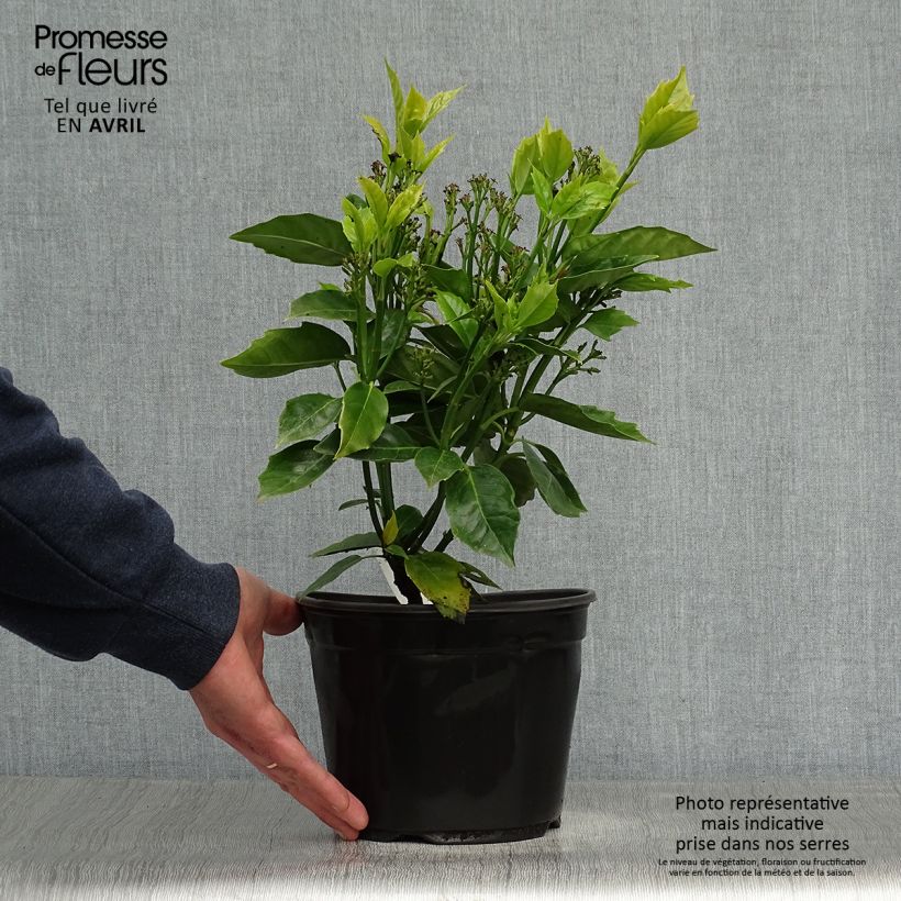 Example of Aucuba japonica Rozannie - Broodboom Pot van 2 l/3 l as you get in printemps