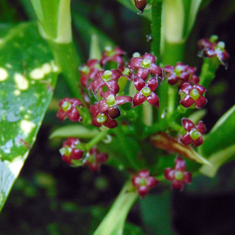 Aucuba japonica Variegata - Broodboom (Bloei)