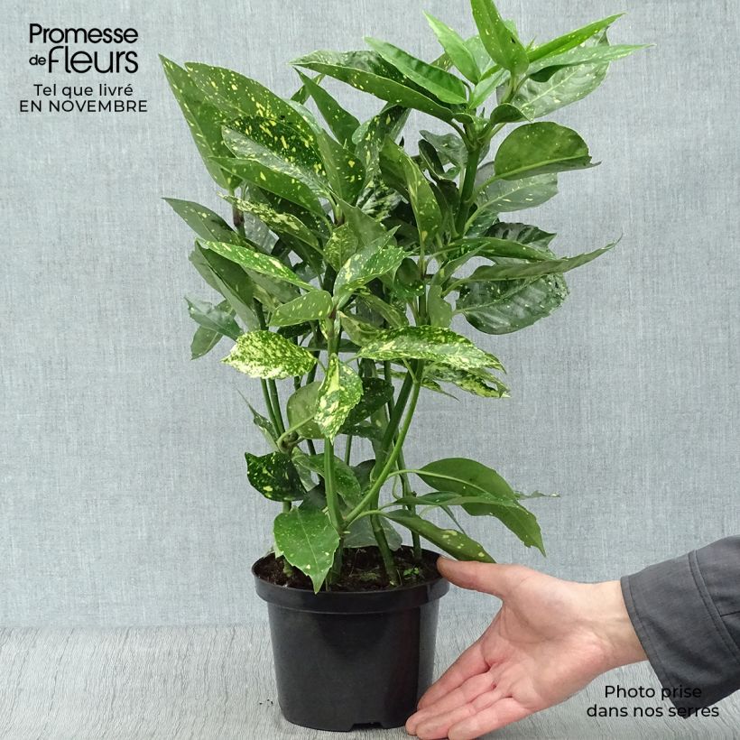 Exemplaar van Aucuba japonica Variegata - Broodboom Pot van 2 l/3 l zoals geleverd in de herfst