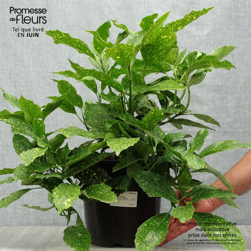 Exemplaar van Aucuba japonica Variegata - Broodboom Pot van 7,5 l/10 l zoals geleverd in de zomer
