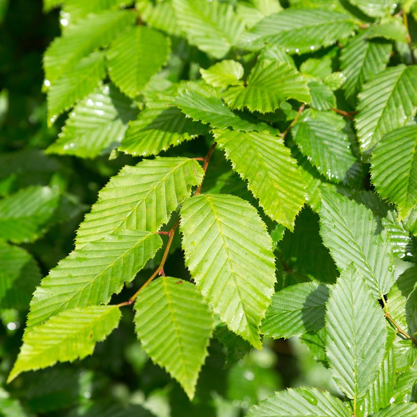 Alnus incana - Witte els (Blad)
